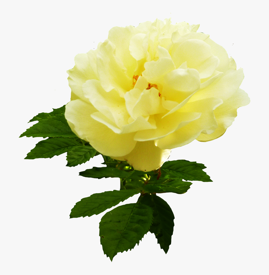 Yellow Rose Flower Png Download - Garden Roses, Transparent Png, Free Download