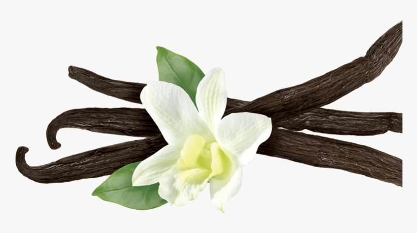 Vanilla Flower Png - Vanilla Plant Transparent, Png Download, Free Download