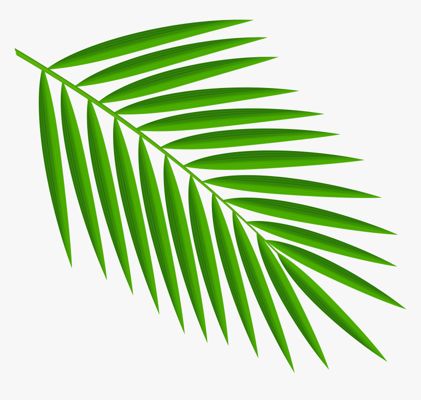 Green Palm Leaves Png Clipart - Palm Leaf Clipart Png, Transparent Png, Free Download