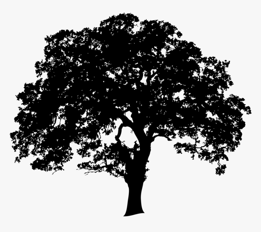 Landtrusttree-01 No Edging - Oak Tree Clip Art, HD Png Download, Free Download