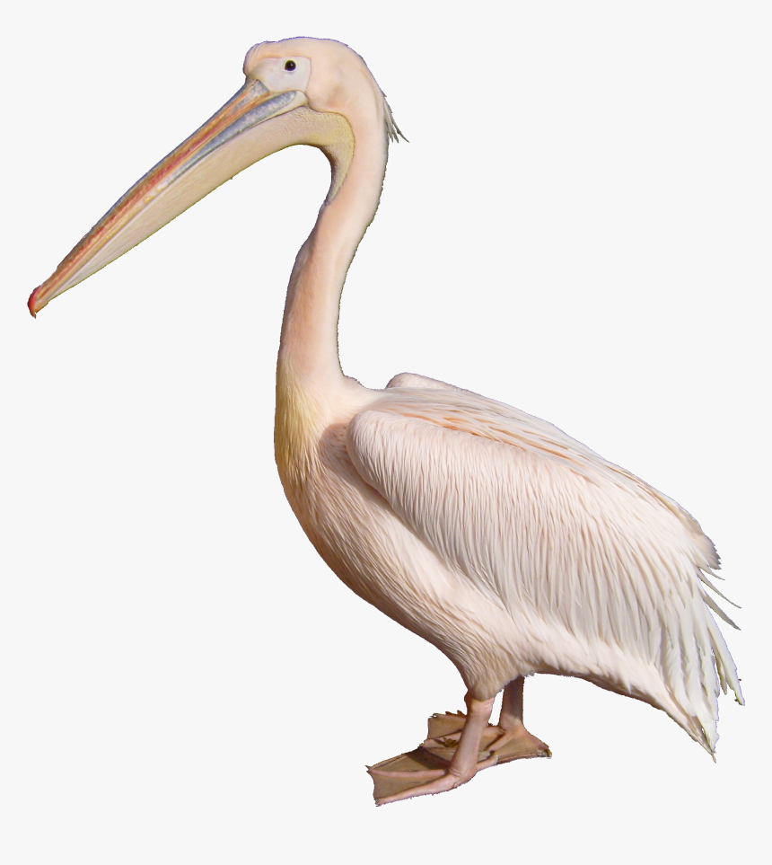 Pelican - White Pelican, HD Png Download, Free Download