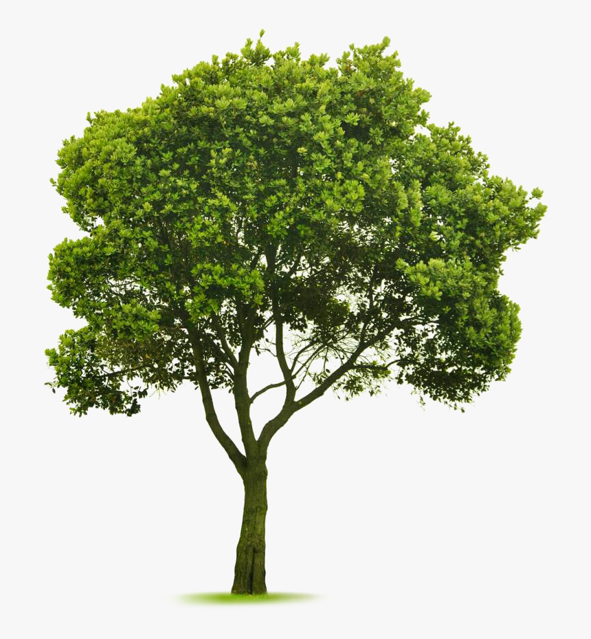 Transparent Elm Tree Png - Cut Out Tree Photoshop, Png Download, Free Download