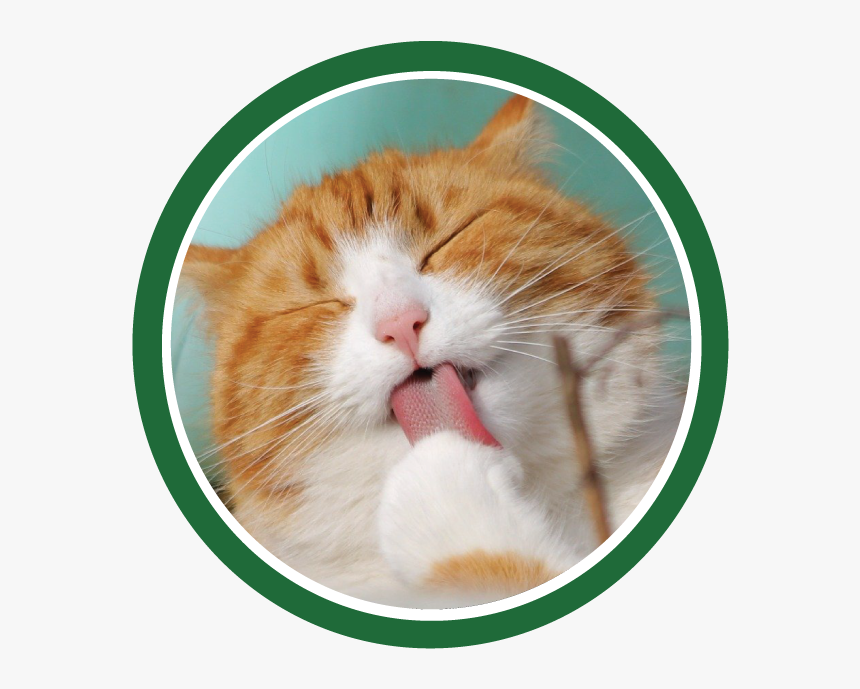 Cat Icon - Cat Tongue, HD Png Download, Free Download