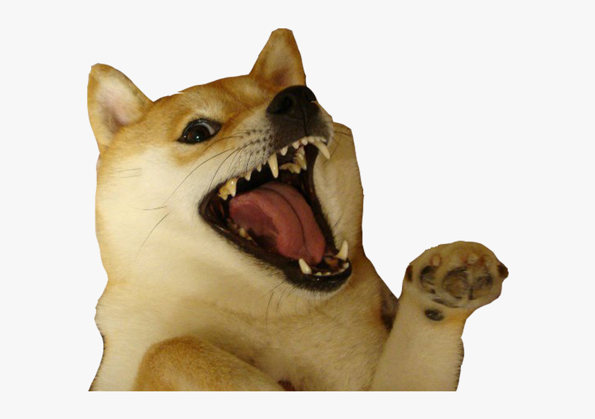 Shiba Dogs Head Messages Sticker-0 - Dog Gif Meme, HD Png Download, Free Download