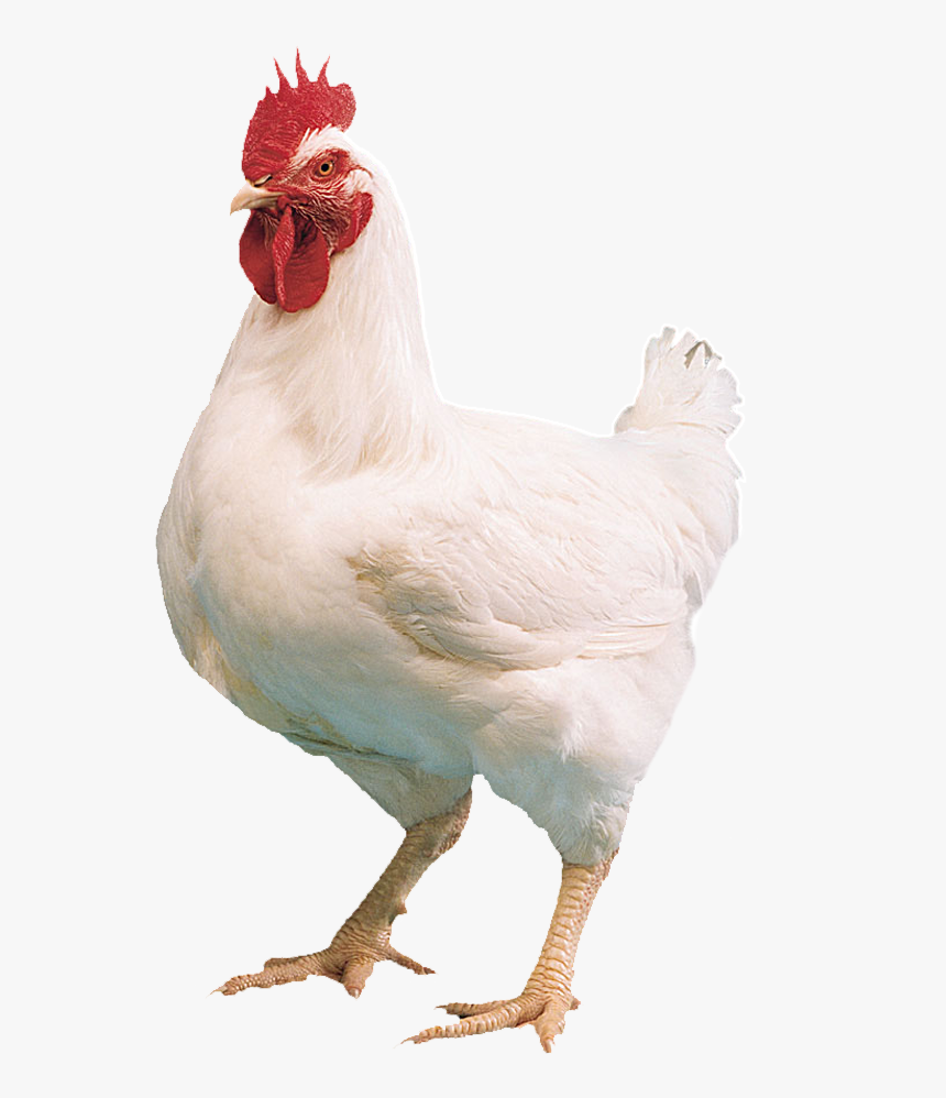 White Hen Png Photo Background - Broiler Chicken, Transparent Png, Free Download
