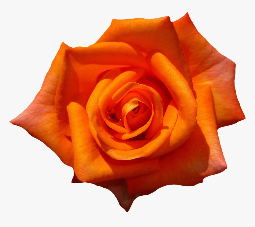 Rose, Orange, Blossom, Bloom, Flower, Orange Roses - Botanical Name Of Rose Flower, HD Png Download, Free Download