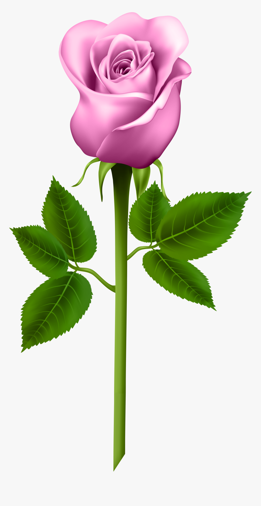 Rose Clipart, Blue Roses, Orange Roses, Flower Pictures, - Good Morning Pink Roses, HD Png Download, Free Download