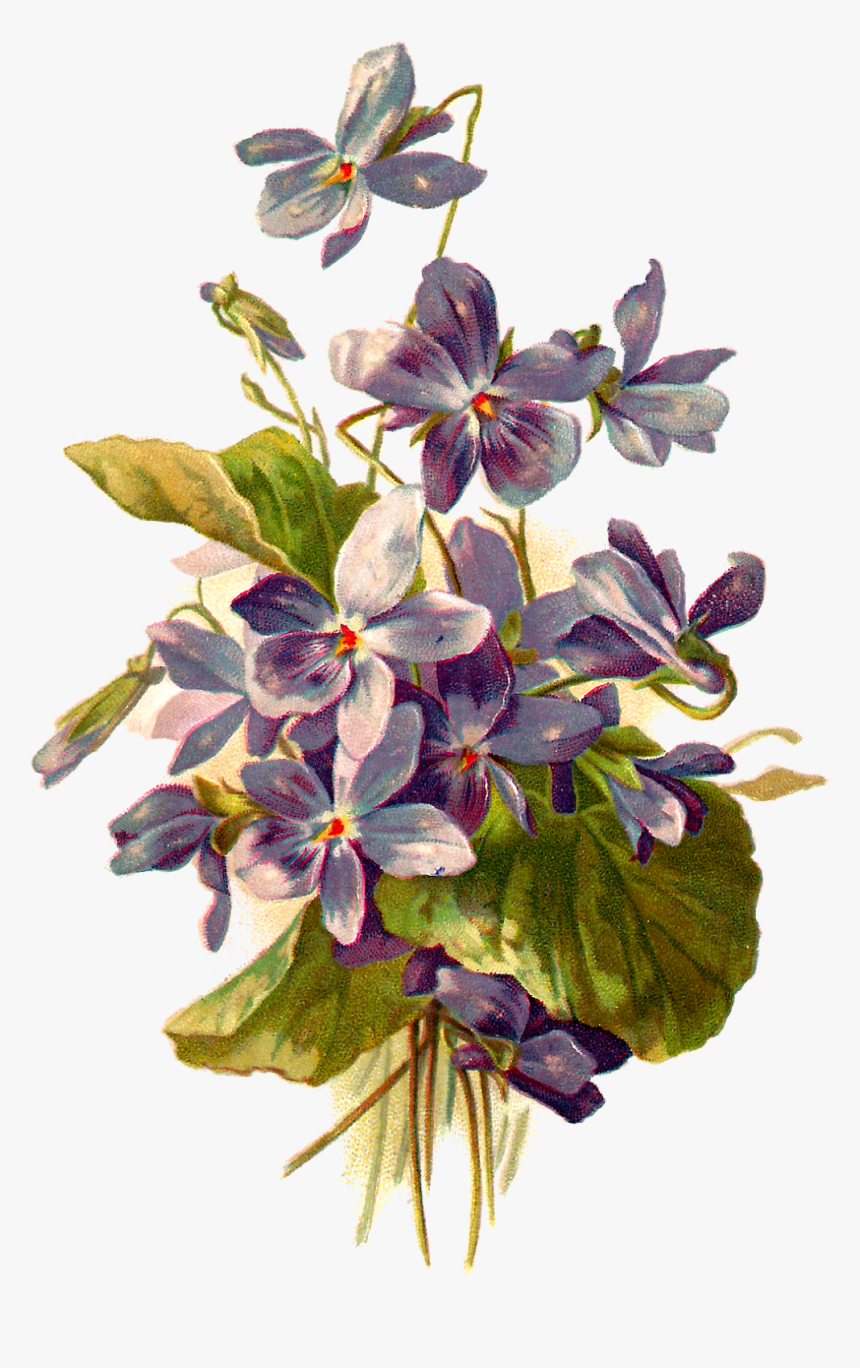 Vintage Flower Illustration Png - Violet Botanical Illustration, Transparent Png, Free Download
