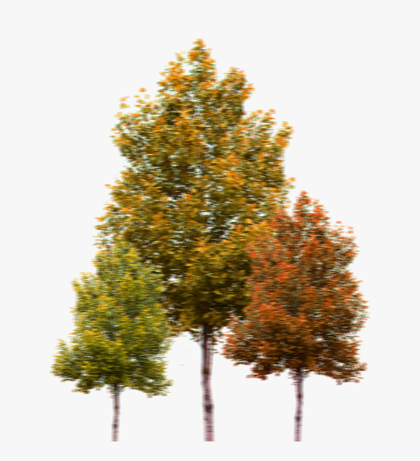 Acadia Road Trips Maine - Transparent Background Trees Png, Png Download, Free Download