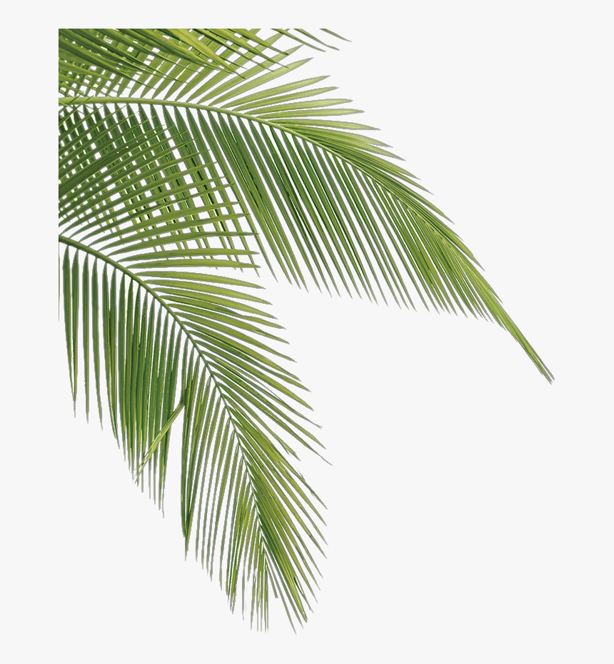 #freetoedit #ftestickers #frame #border #palms #summer - Transparent Palm Tree Leaves, HD Png Download, Free Download