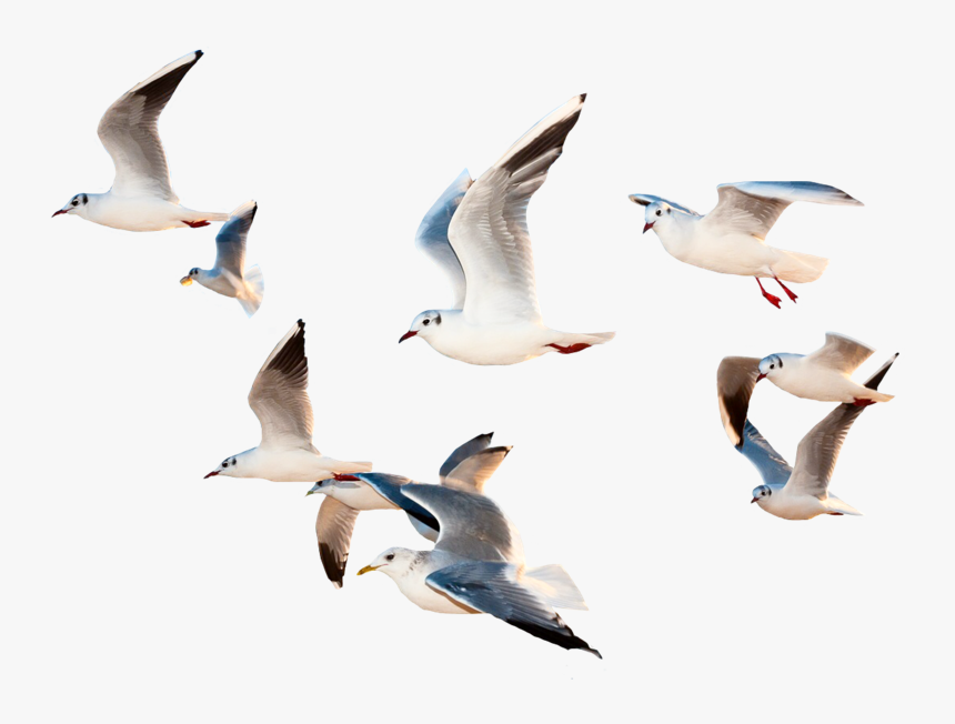 #bird #birds #fly #flying #sky #whitebirds #space #ocean - Birds Flying Images Png, Transparent Png, Free Download