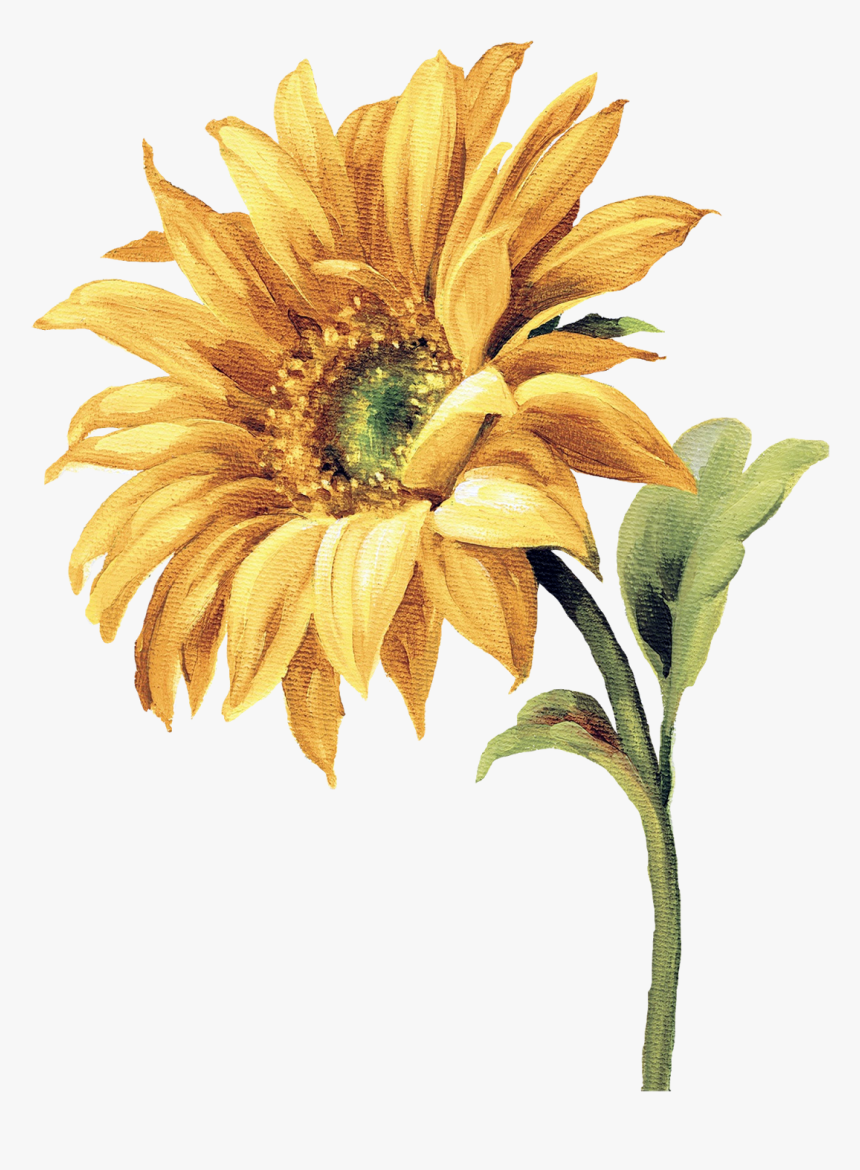 Watercolor Sunflower, Watercolor Flowers, Watercolor - Transparent Yellow Flower Png, Png Download, Free Download